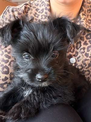 Yorkshire Terrier Mix Welpen 