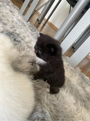 Süße Baby Katzen 