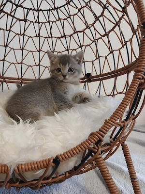 3 BKH Kitten (männlich) Bild 3