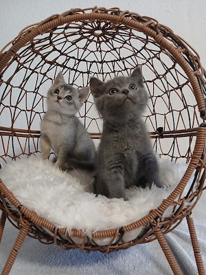 4 BKH Kitten (männlich)