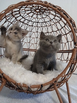 3 BKH Kitten (männlich) Bild 4