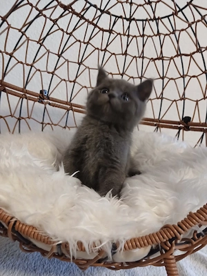 3 BKH Kitten (männlich) Bild 2