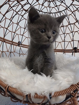 3 BKH Kitten (männlich) Bild 5