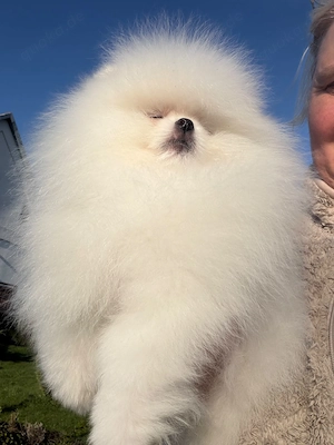 Wunderschöne Pomeranian Mädchen sucht liebevolles Zuhause Bild 3