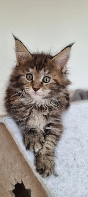 Nur noch 2 reinrassige und wunderschöne, reinrassige maine voon kitten