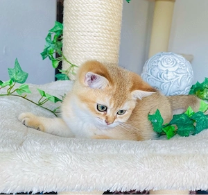 nur noch 3 bkh black golden kitten stammbaum AB sofort