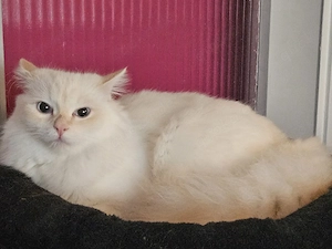 unser schöner deckkarter sucht noch ein schönes zuhause wir suchen für ihn ein gutes zuhause 