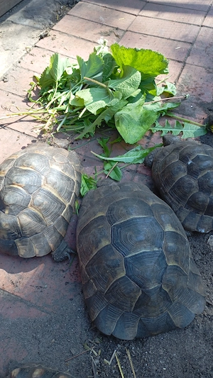 8 Landschildkröten 