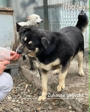 sehr lieber, sanfter, offener, freundlicher Rüde "Tedo" hast Du ein Körbchen frei für mich ? Bild 9