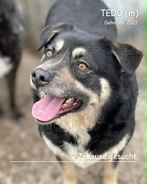 sehr lieber, sanfter, offener, freundlicher Rüde "Tedo" hast Du ein Körbchen frei für mich ? Bild 2