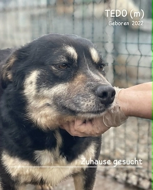 sehr lieber, sanfter, offener, freundlicher Rüde "Tedo" hast Du ein Körbchen frei für mich ? Bild 3
