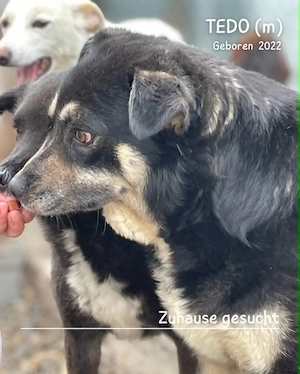 sehr lieber, sanfter, offener, freundlicher Rüde "Tedo" hast Du ein Körbchen frei für mich ? Bild 6