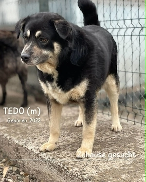 sehr lieber, sanfter, offener, freundlicher Rüde "Tedo" hast Du ein Körbchen frei für mich ? Bild 5