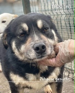 sehr lieber, sanfter, offener, freundlicher Rüde "Tedo" hast Du ein Körbchen frei für mich ? Bild 10