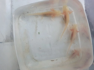Axolotl Jungtiere zum  Verkaufen klein wie auch groß  Bild 9