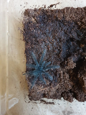 Theraphosa blondi 1.Fh 