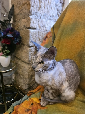 Don Sphynx Nacktkatze sucht liebevolles zu Hause