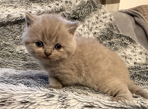 BKH  BLH kitten reinrasssig nur noch 4 Bild 3