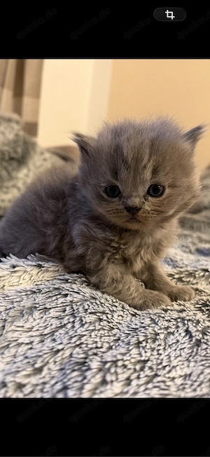 BKH  BLH kitten reinrasssig nur noch 4 Bild 4