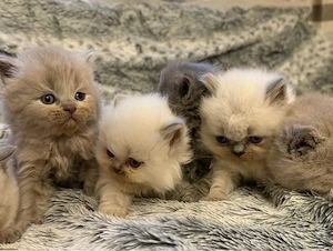 BKH  BLH kitten reinrasssig nur noch 4 Bild 5
