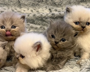 BKH  BLH kitten reinrasssig nur noch 4 Bild 2