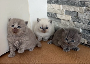 BKH   BLH kitten reinrasssig nur noch 4 kuschekbärschies