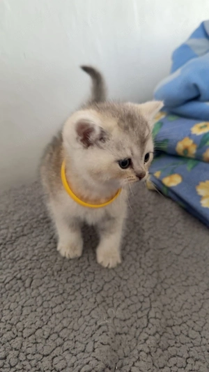 Zwei süße Katerchen abgabebereit 