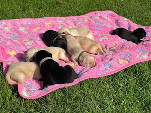 zuckersüße Labradorwelpen (männlich)