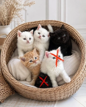 BKH Kitten 