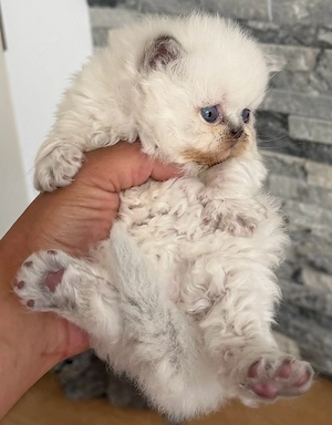 BKH  BLH kitten reinrasssig nur noch 4 Bild 6