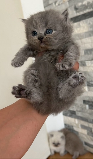 BKH  BLH kitten reinrasssig nur noch 4 Bild 7