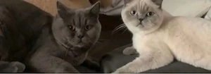 BKH  BLH kitten reinrasssig nur noch 4 Bild 8