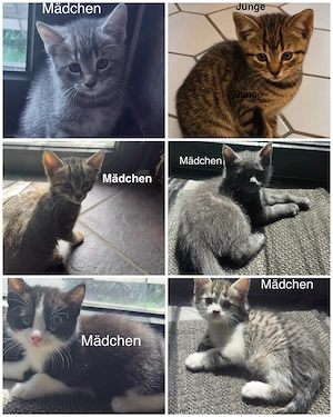 6 Wunderschöne BKH Katzen Kater abzugeben