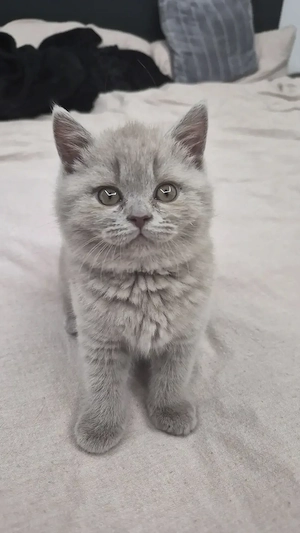 BKH süße Kitten