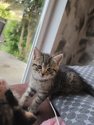 Babykatzen