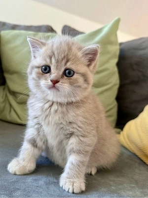 Britisch Kurzhaar Kitten
