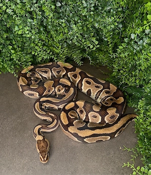 0.1 Crypton Königspython