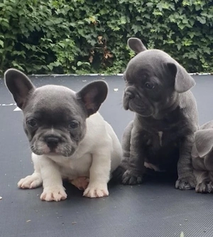 Französische Bulldoggen Welpen  Bild 3
