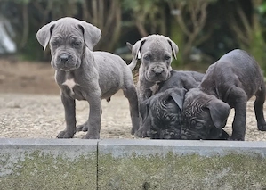 Exclusive Cane Corso Welpen