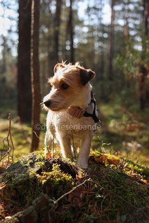 Jack Russell Terrier Rauhhaar broken coat Welpen