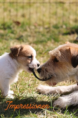 Jack Russell Terrier Rauhhaar broken coat Welpen