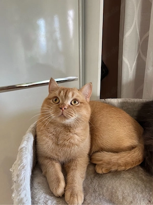 BKH Deckkater in RED