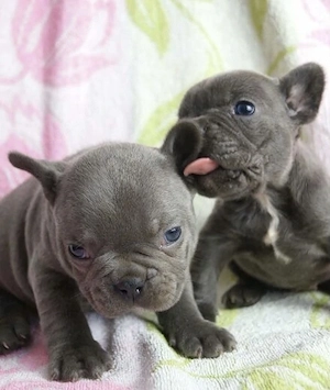 Französische Bulldoggen Welpen  Bild 7