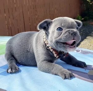 Premium Französische Bulldoggen Welpen mit Papieren  aus promovierter Zucht