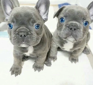 Französische Bulldoggen Welpen 