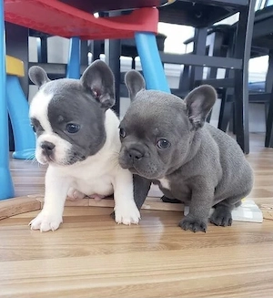 Französische Bulldoggen Welpen  Bild 10