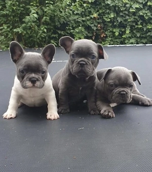 Französische Bulldoggen Welpen  Bild 5