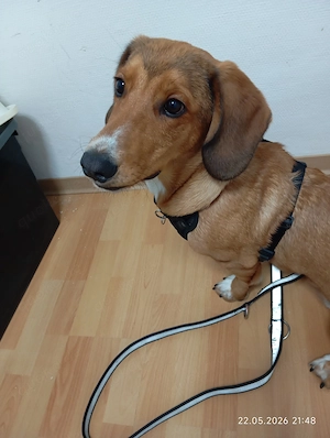 Rüde Mischling 6 Mon.