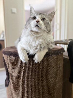 Wunderschöner Maine Coon Kater Aslan sucht neues Zuhause