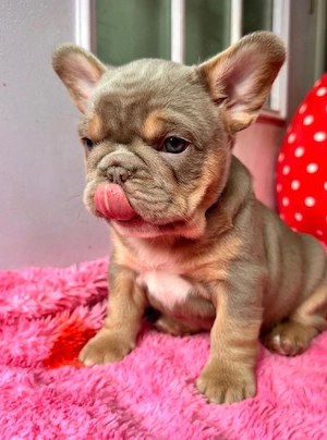 Französische Bulldoggen-Welpen suchen ein neues Zuhause.